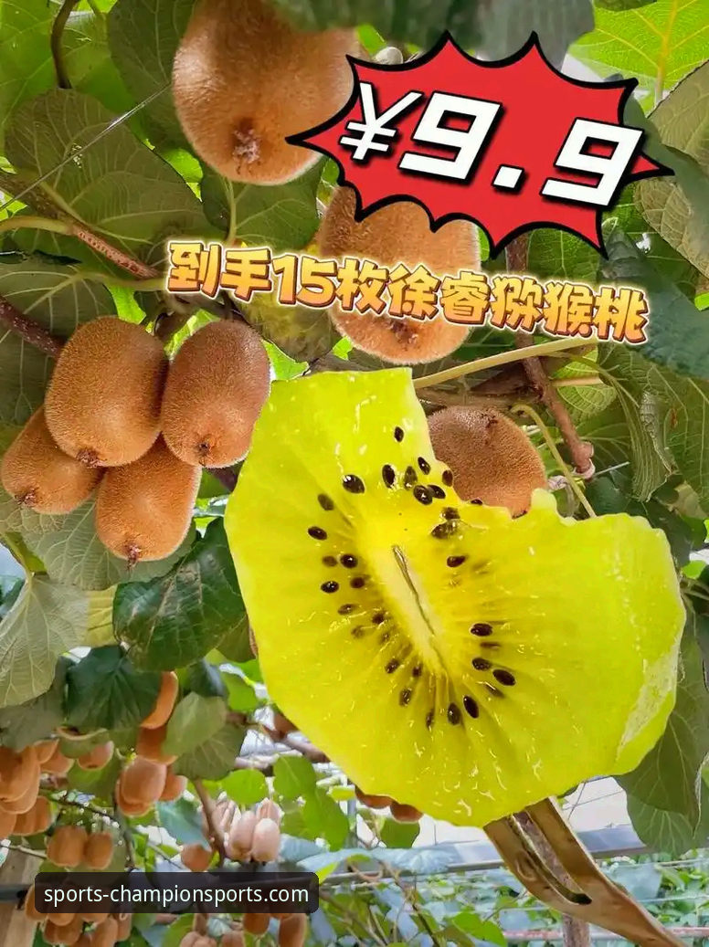 在线观看体育赛事安装失败 奇异果体育平台安装失败解决指南:从下载到观看赛事直播一步到位
